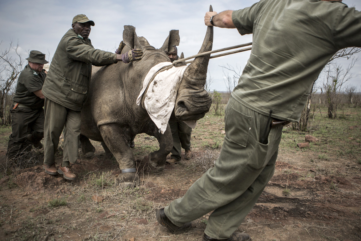 Team of vets and rangers escorting a mother-rhino