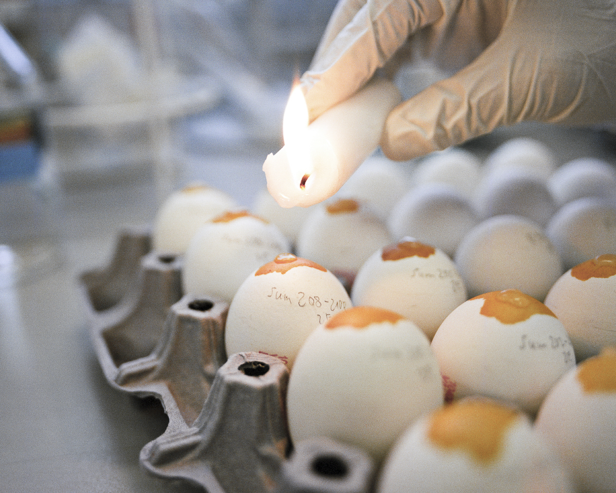 Angebrühtete Hühnereier werden mit Kerzenwachs verschlossen