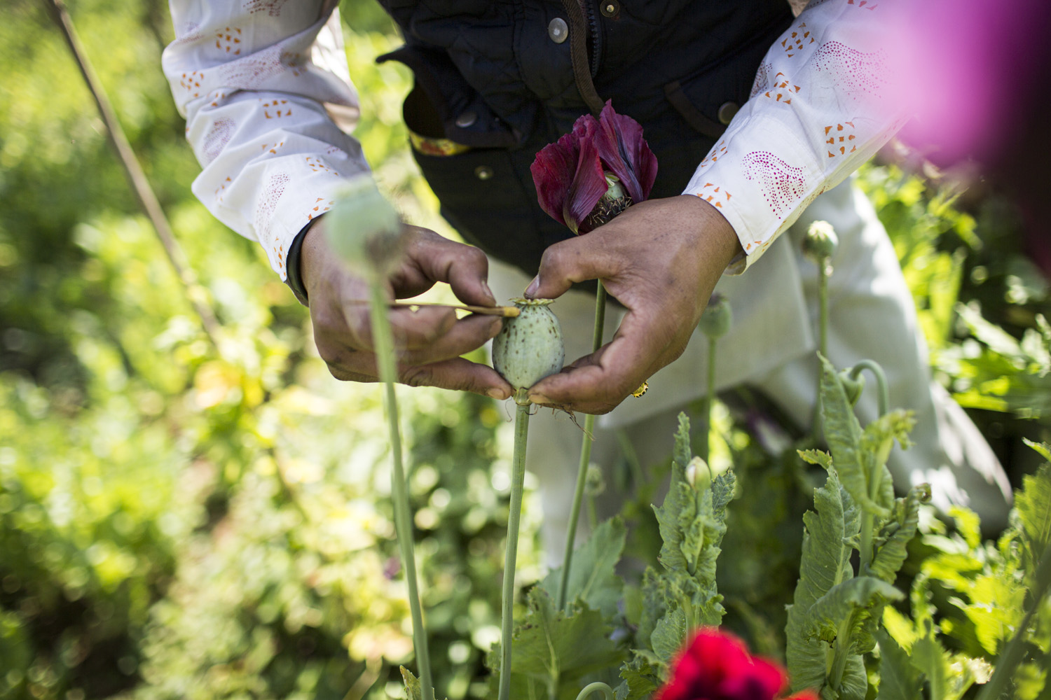 Opium harvest