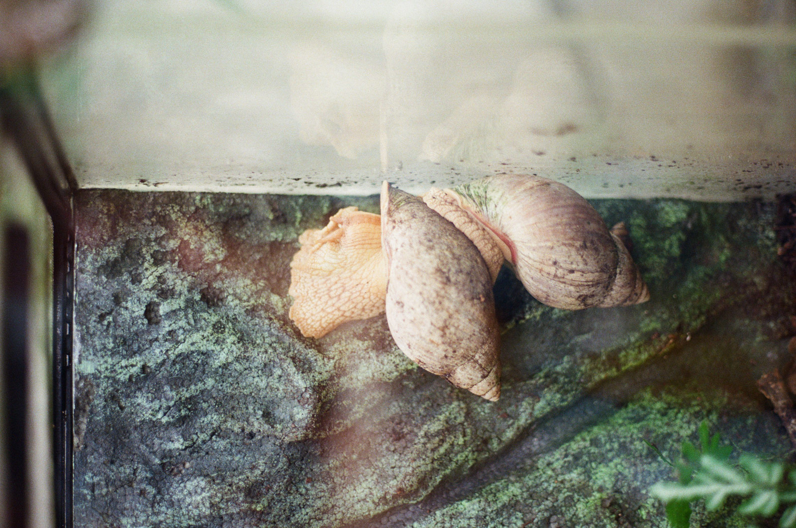 liasophielaukant-35mmdiary-freiearbeit-snails